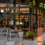 masivne-klopi-evropski-macesen-tibu